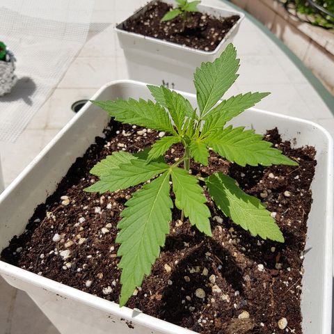 AK47 growlog timeline photo