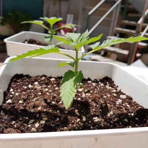 AK47 growlog timeline photo