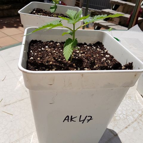 AK47 growlog timeline photo