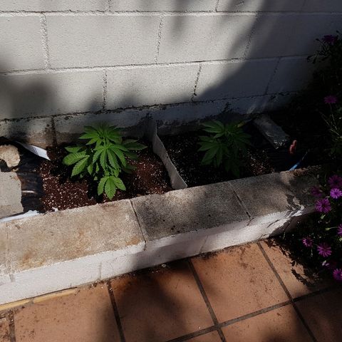 AK47 growlog timeline photo