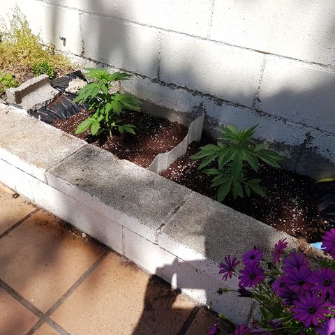 AK47 growlog timeline photo