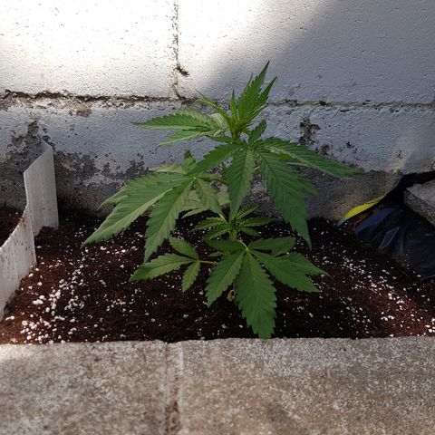 AK47 growlog timeline photo