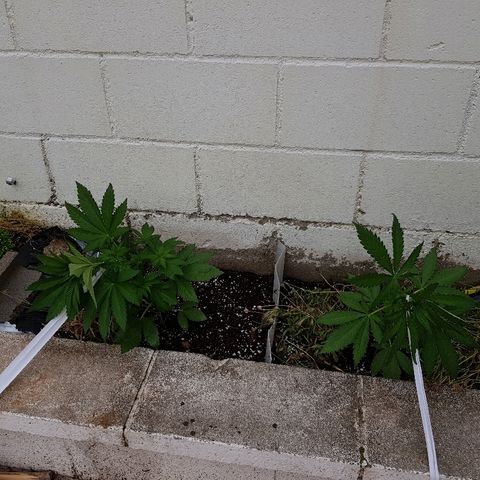 AK47 growlog photo: Primer día LST a Gorila bilbo y AK47