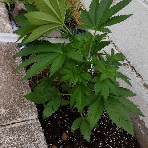 AK47 growlog photo: Primer día LST a Gorila bilbo y AK47