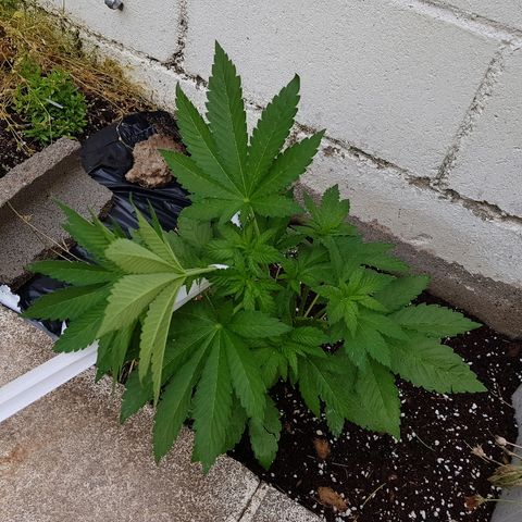 AK47 growlog photo: Primer día LST a Gorila bilbo y AK47