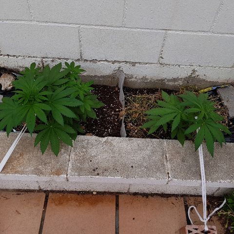 AK47 growlog timeline photo
