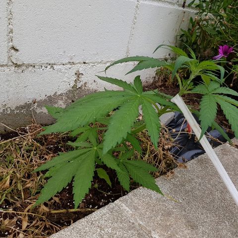 AK47 growlog photo: Marca cierta sobrefertilizacion tras trasplante 