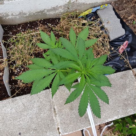 AK47 growlog photo: Marca cierta sobrefertilizacion tras trasplante 