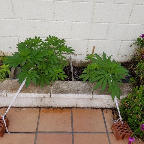 AK47 growlog timeline photo