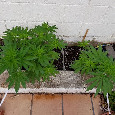 AK47 growlog timeline photo