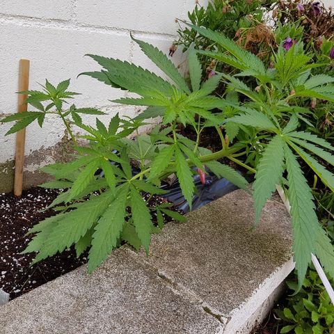 AK47 growlog timeline photo