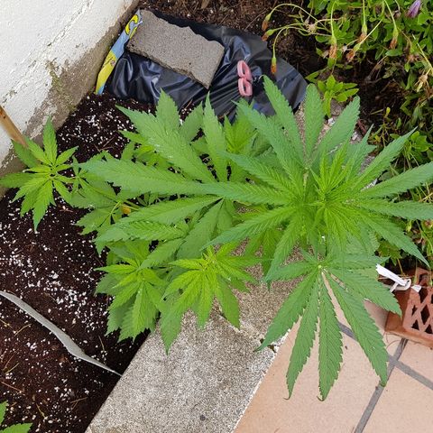 AK47 growlog timeline photo