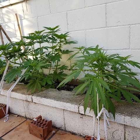 AK47 growlog timeline photo