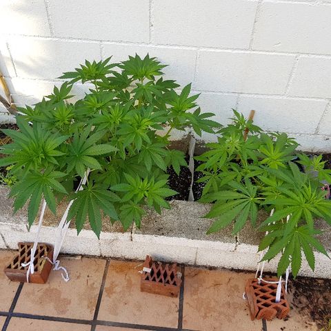 AK47 growlog timeline photo