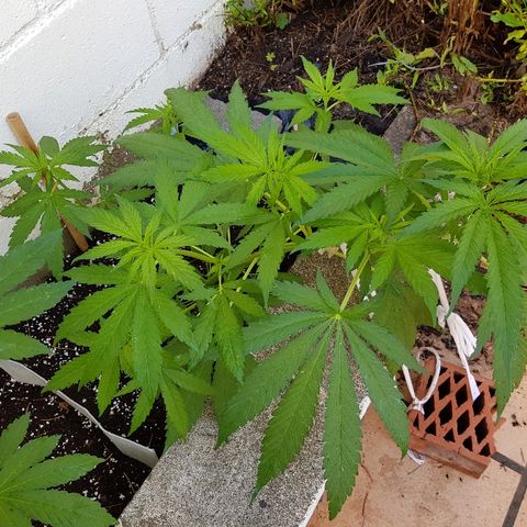 AK47 growlog photo: Se va pasando la sobrefertilizacion y va estirando ramas secundarias