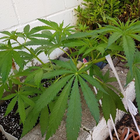 AK47 growlog photo: Se va pasando la sobrefertilizacion y va estirando ramas secundarias
