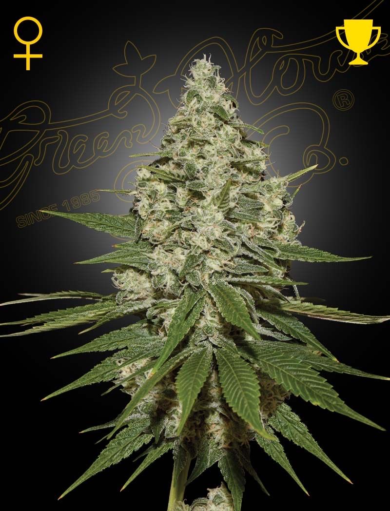 Super Lemon Haze growlog header