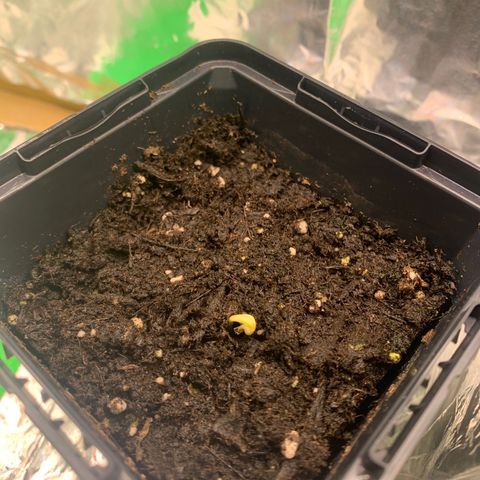 White widow Auto growlog photo: First sighting. 