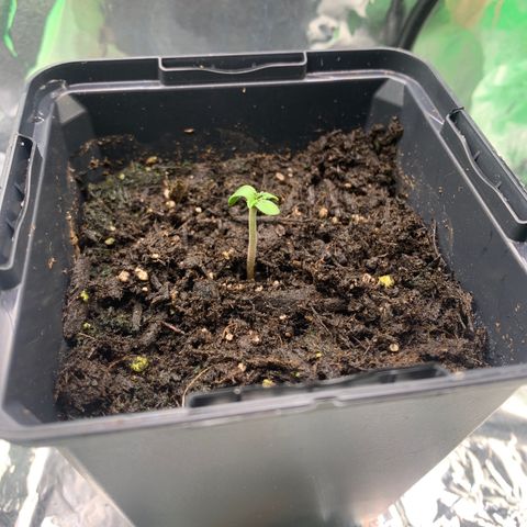 NYC diesel x White widow Auto growlog photo: Sprouted today 