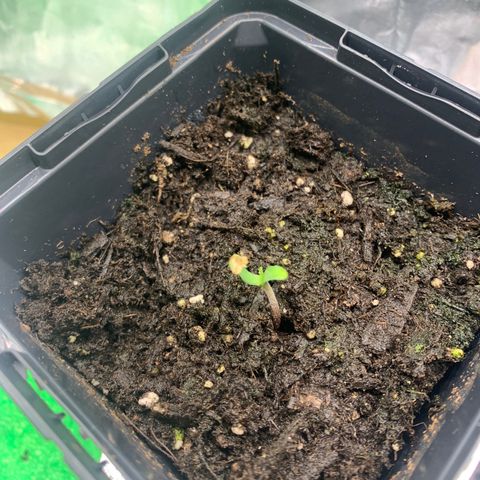 White widow Auto growlog timeline photo