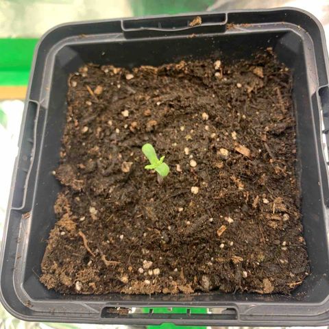 White widow Auto growlog timeline photo