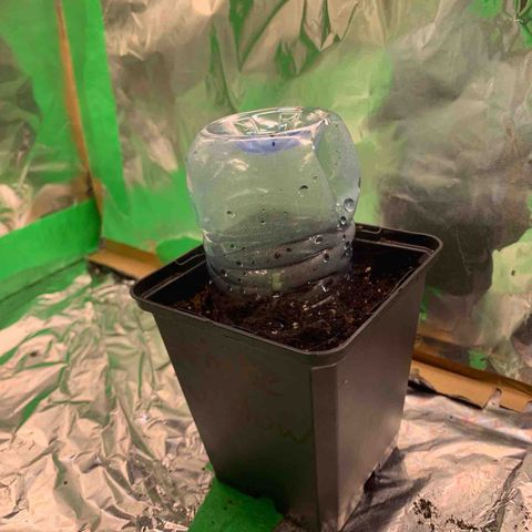 White widow Auto growlog timeline photo