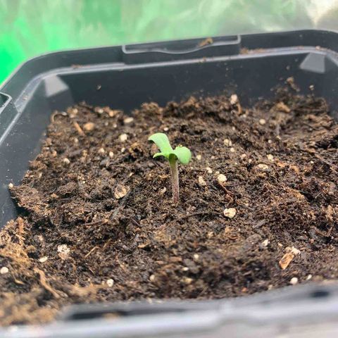 White widow Auto growlog timeline photo