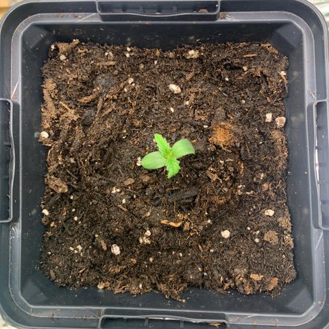 NYC diesel x White widow Auto growlog timeline photo