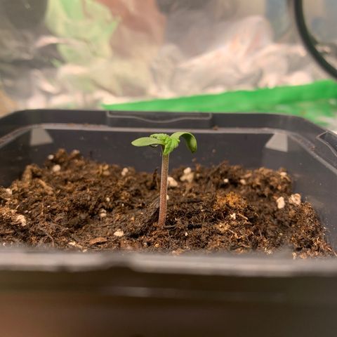 NYC diesel x White widow Auto growlog timeline photo