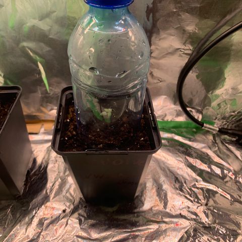 NYC diesel x White widow Auto growlog timeline photo
