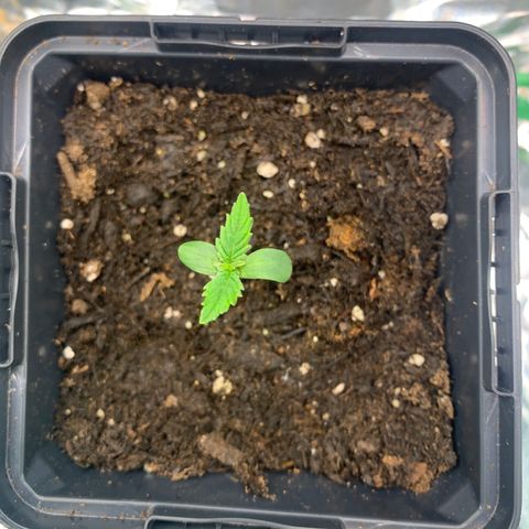 NYC diesel x White widow Auto growlog timeline photo