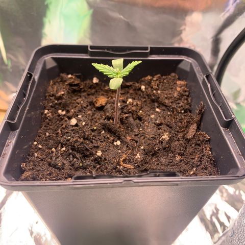 NYC diesel x White widow Auto growlog timeline photo