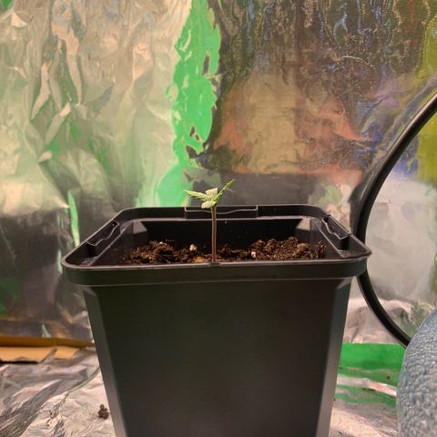 NYC diesel x White widow Auto growlog timeline photo