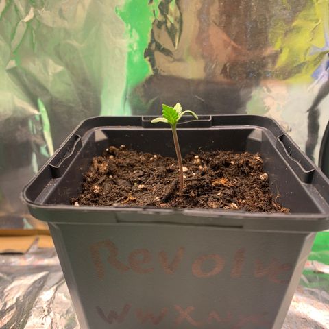 NYC diesel x White widow Auto growlog timeline photo