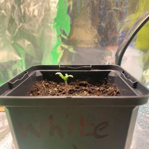 White widow Auto growlog photo: A little bit stunted I think. Maybey due to the seed shell getting stuck on 