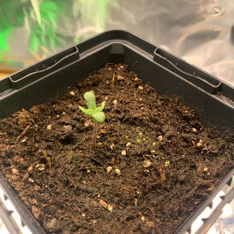 White widow Auto growlog photo: A little bit stunted I think. Maybey due to the seed shell getting stuck on 