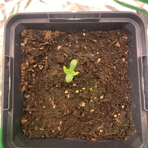 White widow Auto growlog photo: A little bit stunted I think. Maybey due to the seed shell getting stuck on 