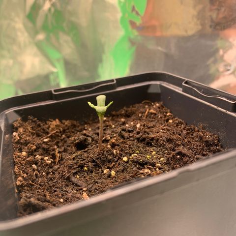 White widow Auto growlog photo: A little bit stunted I think. Maybey due to the seed shell getting stuck on 