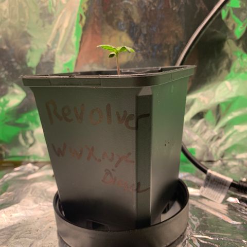NYC diesel x White widow Auto growlog timeline photo