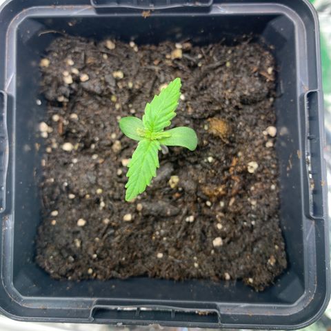 NYC diesel x White widow Auto growlog timeline photo