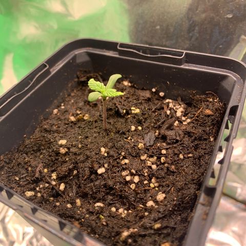 White widow Auto growlog timeline photo