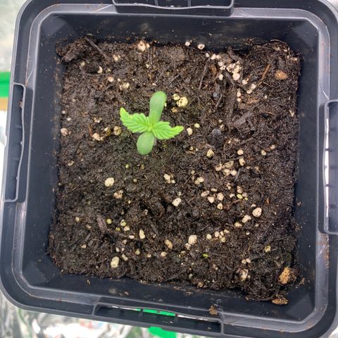 White widow Auto growlog timeline photo