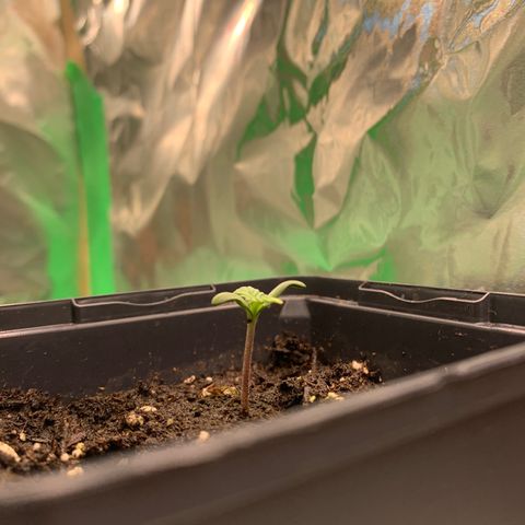 White widow Auto growlog timeline photo