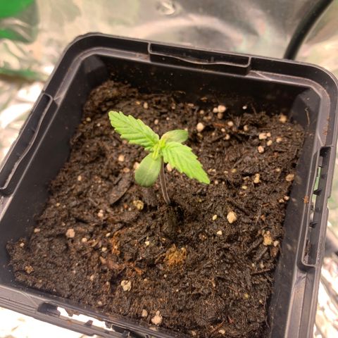 NYC diesel x White widow Auto growlog timeline photo