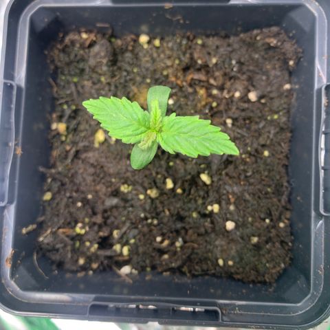 NYC diesel x White widow Auto growlog timeline photo
