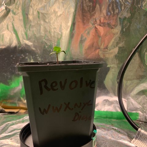 NYC diesel x White widow Auto growlog timeline photo