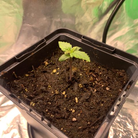 NYC diesel x White widow Auto growlog timeline photo