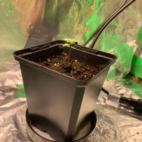 NYC diesel x White widow Auto growlog timeline photo