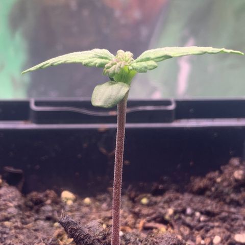 NYC diesel x White widow Auto growlog timeline photo