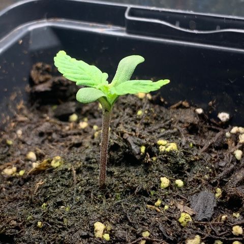 White widow Auto growlog timeline photo